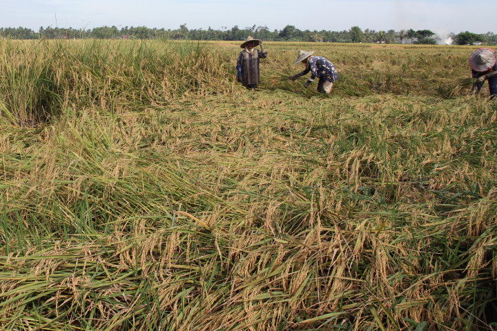 Produksi Padi Jatim Capai 13,15 Juta Ton di 2015