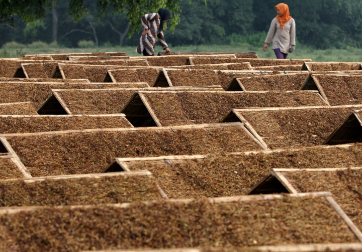 Tembakau Dorong NTP, KTNA Tolak Ratifikasi FCTC