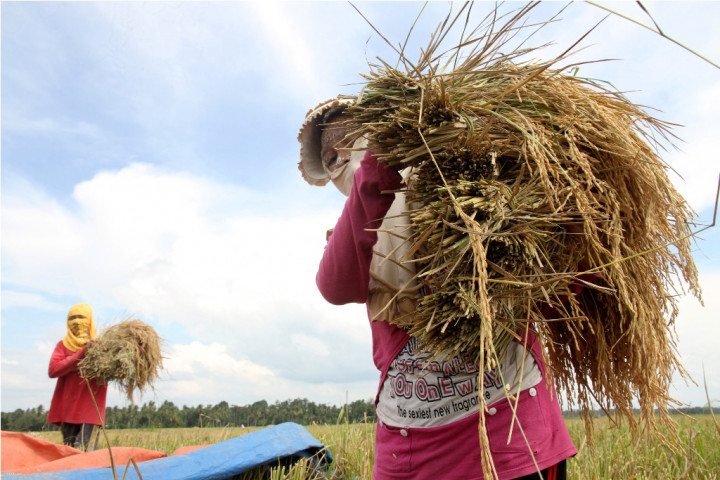 Bulog Diminta Beli Gabah Milik Petani
