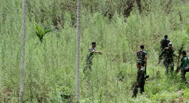 Patroli Hutan, Prajurit TNI Temukan Ladang Ganja di Tor Sihite