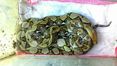 Pelajar SMA di Bogor Tangkap Ular Piton Sepanjang 4 Meter