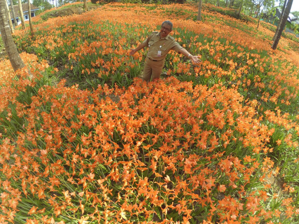 Bunga Amaryllis Bakal Jadi Ikon Wisata Gunungkidul