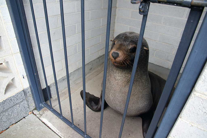 Anjing Laut Ditemukan Tidur di Toilet Wanita di Pemakaman