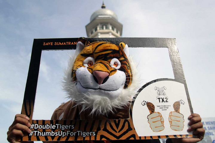 Aktivis Gelar Kampanye Stop Perburuan Harimau