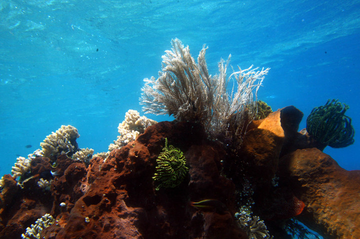 Menpar Arief Yahya: <i>Mari Jo ke Manado!</i>