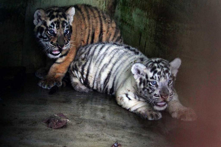 Dua Anak Harimau Benggala Lahir di Taman Margasatwa Medan
