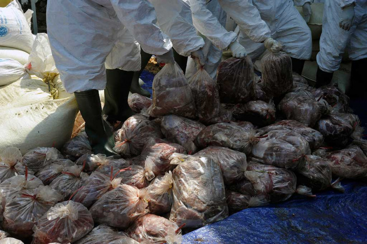 1,95 Ton Daging Celeng Dimusnahkan