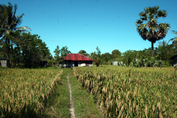 Tingkatkan Swasembada Pangan di NTT, Kementan Perbaiki Tata Kelola Air Irigasi