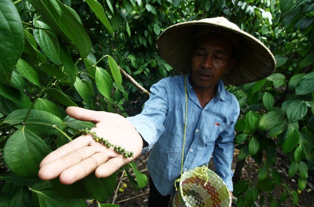 Produsen Lada Terbesar Kedua, Indonesia Masih Perlu Riset Lada