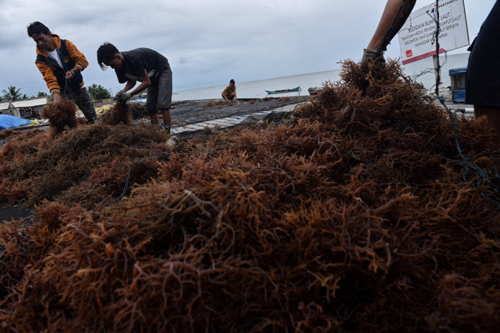 Rumput Laut tak Layak Bahan Pangan, RI Berpotensi Rugi USD140,6 Juta