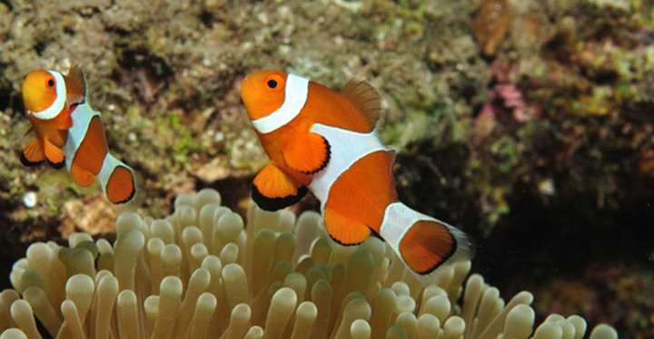 Lomba Foto Bawah Laut akan Jadi Puncak Acara Festival Maumere
