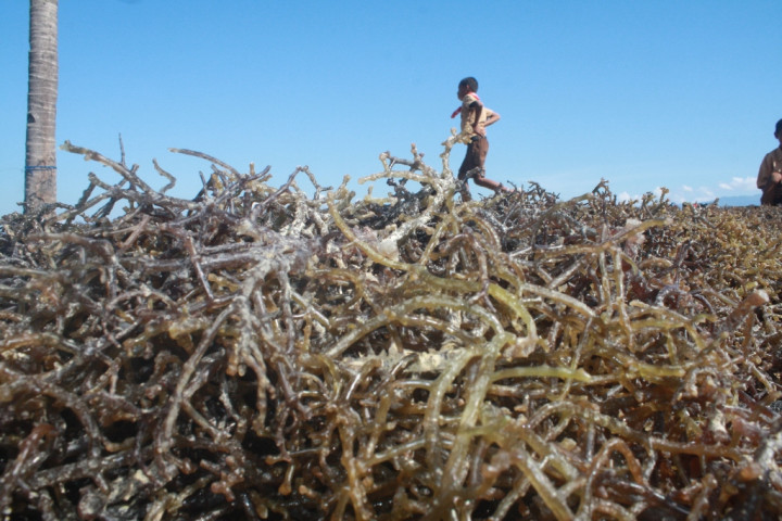 ARLI Tolak Rumput Laut Dikeluarkan dari Daftar Pangan Organik