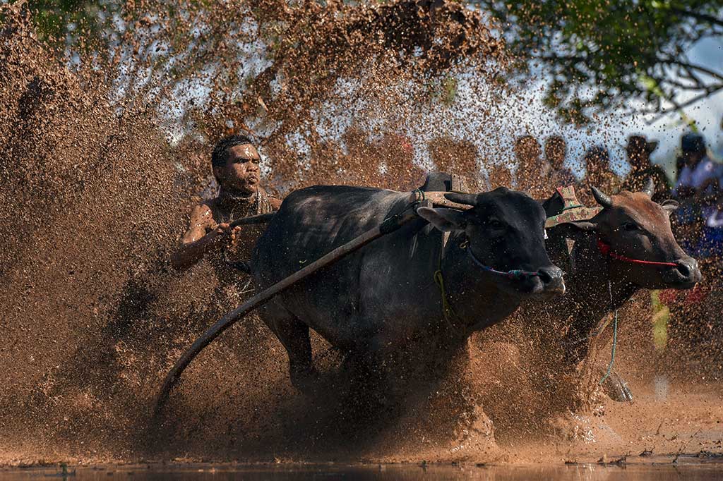 Serunya Menonton Pacu Jawi di Tanah Datar