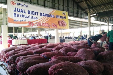 Bulog Jual Murah Bibit Bawang Merah di Brebes