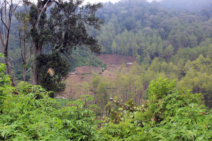 Degradasi Lahan Pertanian Ancam Swasembada Pangan Nasional