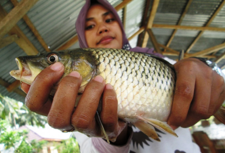 Ikan Mas Na Narsik, Simbol Kuliner Budaya Toba