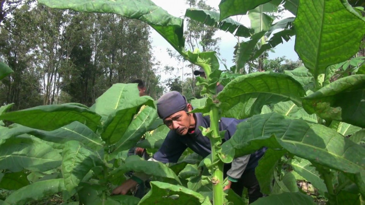 Harga Anjlok, Petani Tembakau Diminta Beralih Tanam Nanas