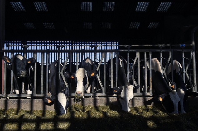 Cegah Kecelakaan, Tanduk Sapi di India Diberi Warna <i>Glow in The Dark</i>