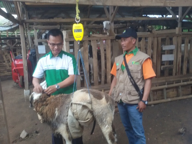 Kisah Sukses Peternak Domba Garut Binaan Dompet Dhuafa
