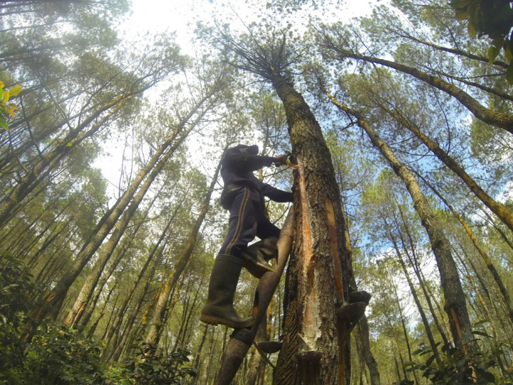 Pemerintah Ajak Gapkindo <i>Replanting</i> Tanaman Karet