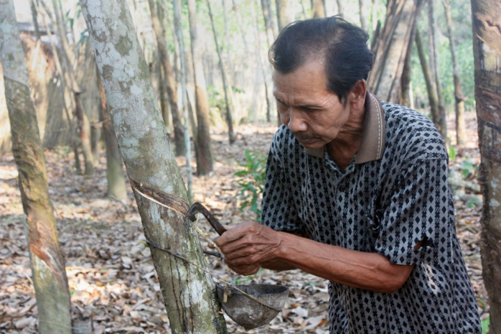 Harga Karet Petani Masih Jauh dari Angka Ideal