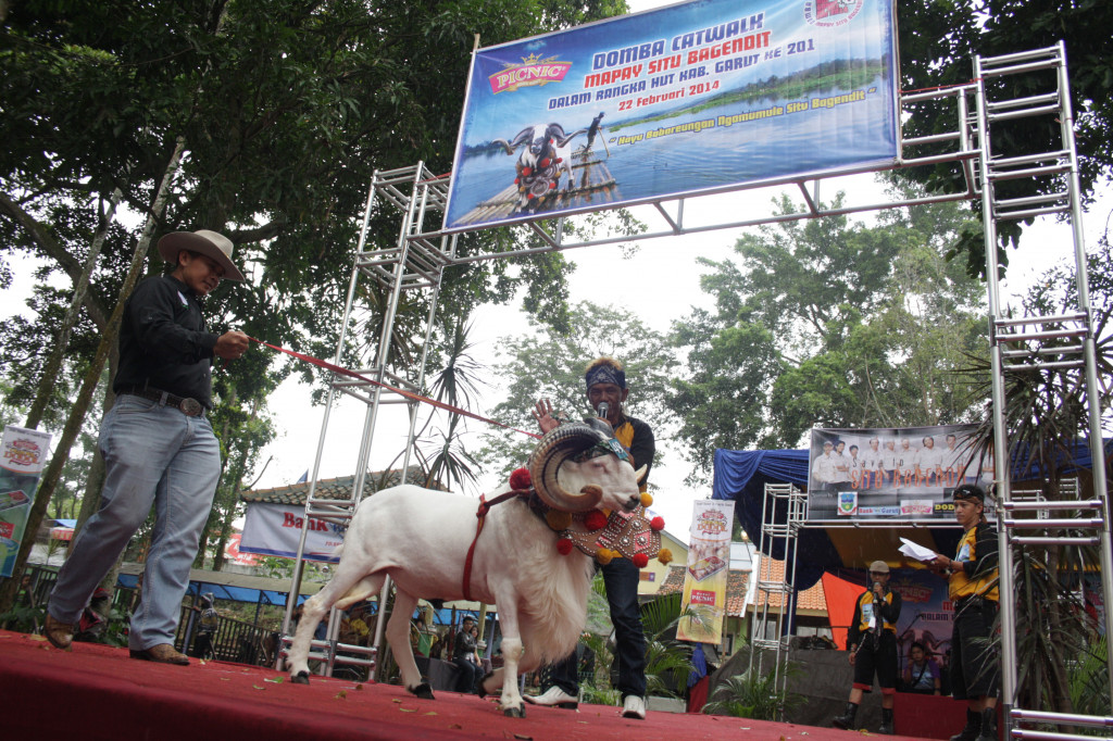 Domba Catwalk di objek wisata Situ Bagendit, Kabupaten Garut, Jawa Barat (22/2/2014). (Ant/Ferri Purnama)