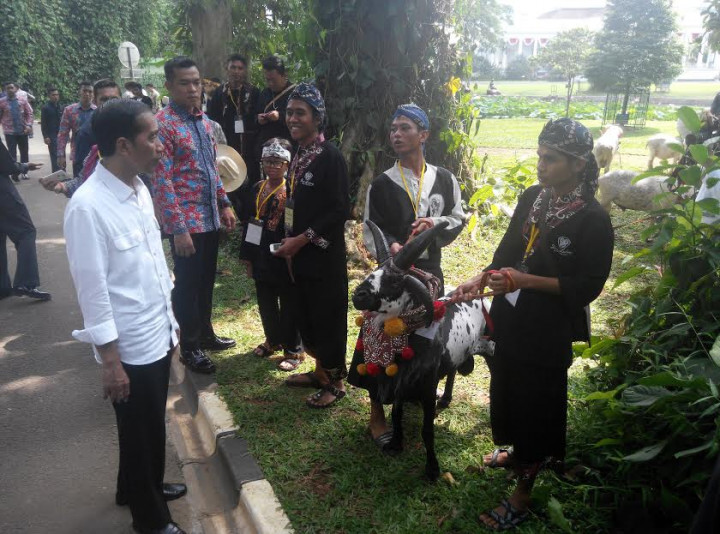 Jokowi Imbau Masyarakat Mulai Gemari Daging Domba dan Kambing