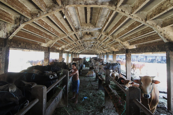 Langkanya Sapi Bakalan Penyebab Harga Daging Susah Turun