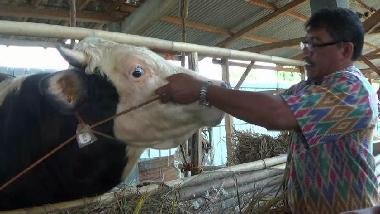 Menjelang Idul Adha, Harga Sapi di Brebes Naik Rp3 Juta