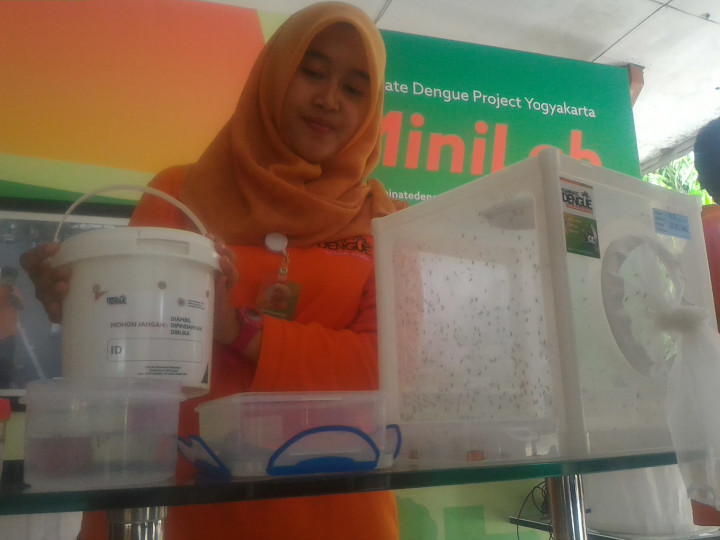 Nyamuk Berwolbachia Berpeluang Tekan Virus Zika