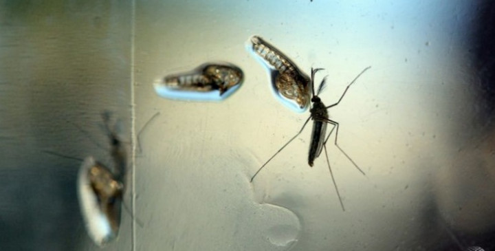 2,6 Miliar Warga Asia dan Afrika Berpotensi Terjangkit Virus Zika