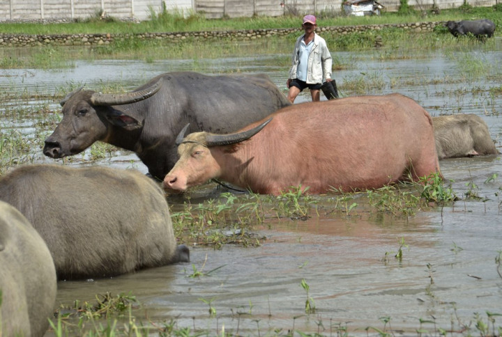 Pemerintah Bakal Tambah Impor Daging Kerbau Sebanyak 70 Ribu Ton