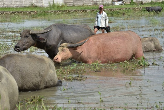Gov't to Import 70 Thousand Tonnes of Bovine Meat
