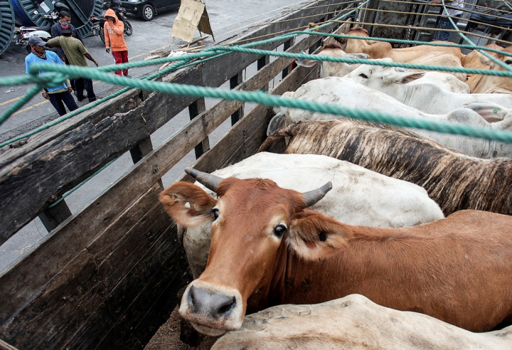 Impor Sapi Australia Sudah Terealisasi 7.000 Ton