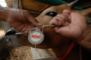 Tak Ada Larangan Potong Hewan Kurban di Masjid & Sekolah