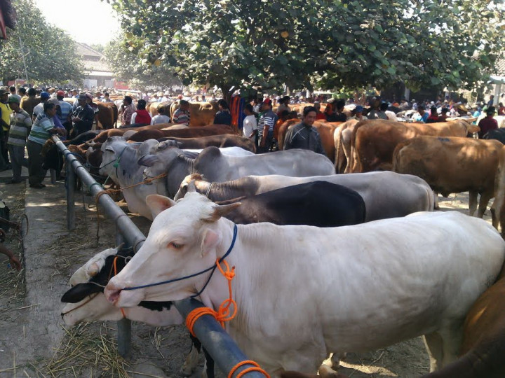 Sapi dari Luar Solo Diawasi Sepuluh Hari