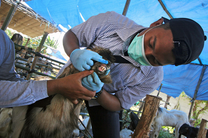 Pemprov DKI Perbolehkan Potong Hewan Kurban di Sekolah