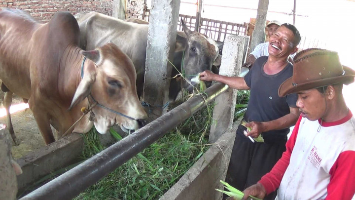 Harga Sapi di Kendal Naik 20 Persen