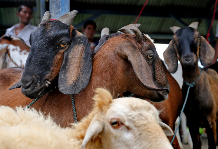 Warga Yogya Diimbau Beli Hewan Bersertifikat