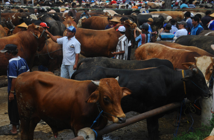 Jangan Salahkan Penjual Jika Harga Sapi Kurban Mahal