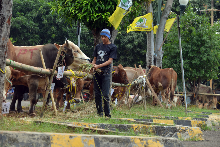 Golkar DKI Sebar 27 Sapi dan 89 Kambing