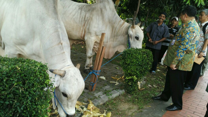 Sapi Ongole Milik Presiden dan Wapres Diserahkan ke Masjid Istiqlal
