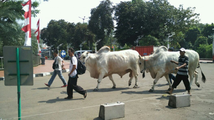 Presiden Jokowi Tebar Hewan Kurban ke Seluruh Provinsi di Indonesia
