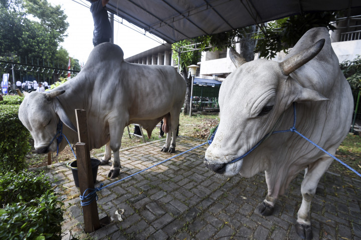 Minimalisir Kericuhan, Pengelola Masjid Istiqlal Bagikan Daging Secara Langsung