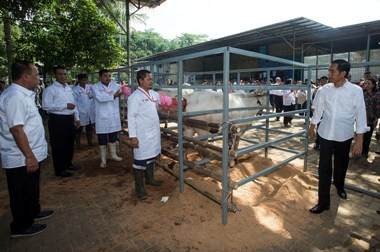 Jokowi Serahkan Sapi Kurban 900 kg kepada Masyarakat Banten