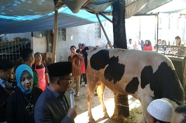 Emil Kurbankan Sapi Seberat 7 Kuintal untuk Warga Kiaracondong