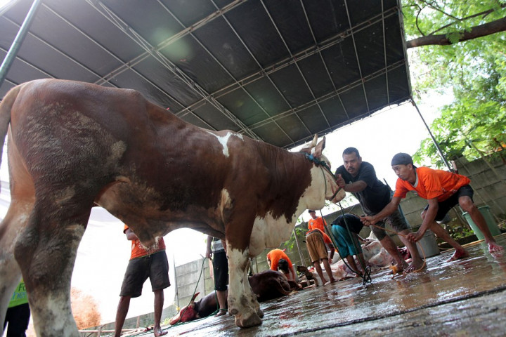 Puluhan Hewan Kurban di Surabaya Terinfeksi Cacing Hati