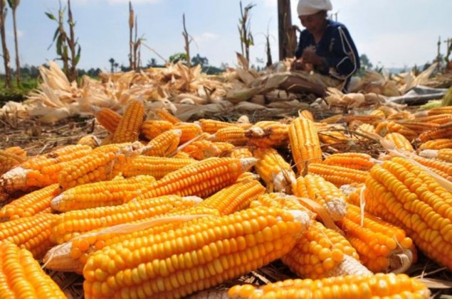 Jambi Dapatkan Mandat Cetak Lahan Jagung Seluas 50 Ha