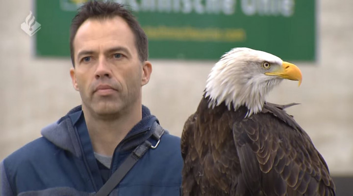 Polisi Belanda Gunakan Elang untuk Hadapi Drone