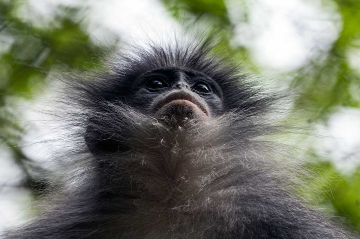 Surili, Si Pemalu Maskot PON XIX/Jabar